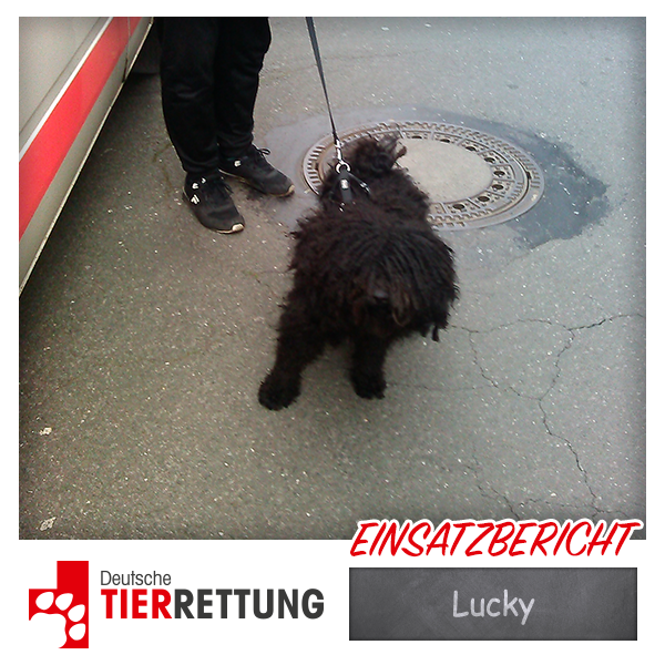 DTR Einsatz: Lucky
