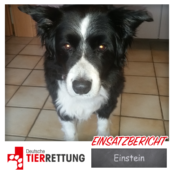 DTR Einsatz: Einstein in Oberhausen
