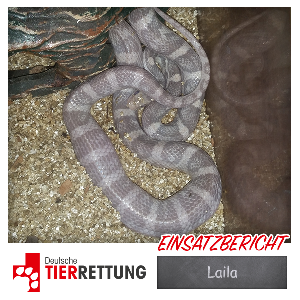 DTR Einsatz: Laila in Bottrop