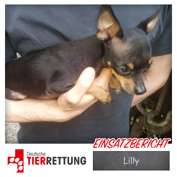 DTR Einsatz: Lilly in Krefeld