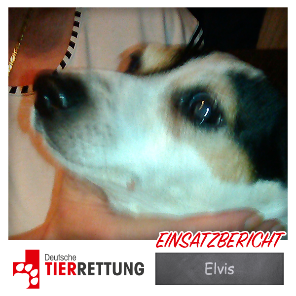 DTR Einsatz: Elvis