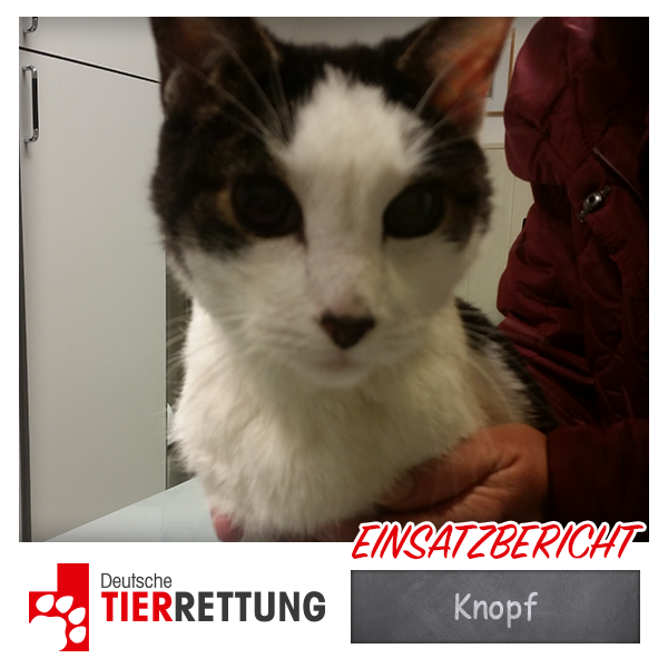 DTR Einsatz: Knopf in Essen