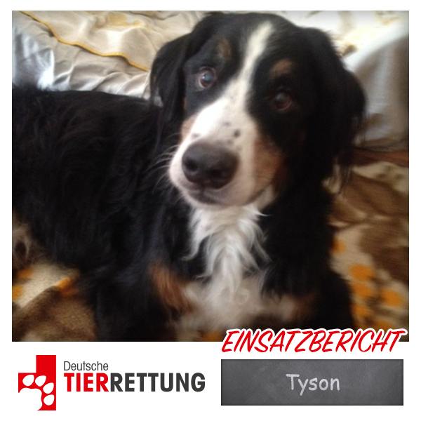 DTR Einsatz: Tyson in Bottrop