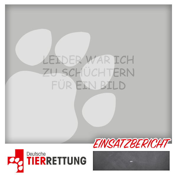 DTR Einsatz: Happy in Herne