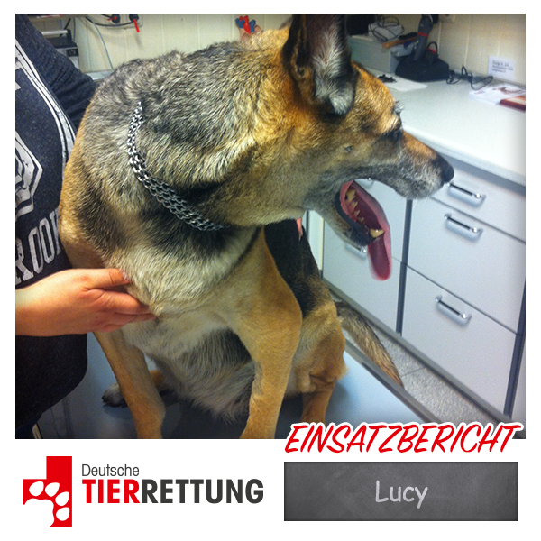 DTR Einsatz: Lucy in Gladbeck