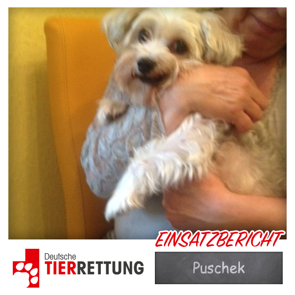 DTR Einsatz: Puschek in Krefeld