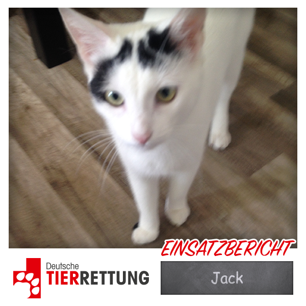 DTR Einsatz: Jack in Krefeld