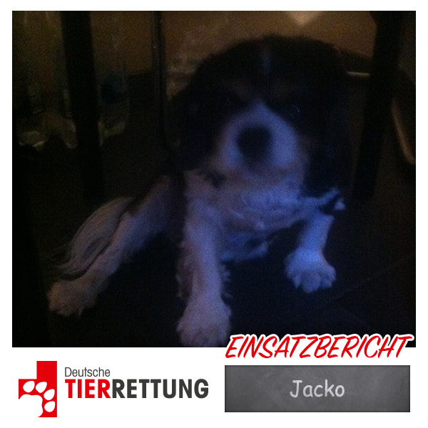 DTR Einsatz: Jacko in Essen