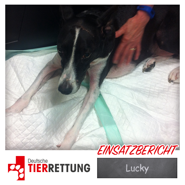 DTR Einsatz: Lucky in Gelsenkirchen