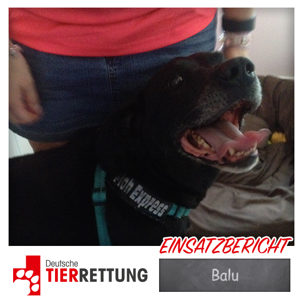 DTR Einsatz: Balu in Dorsten