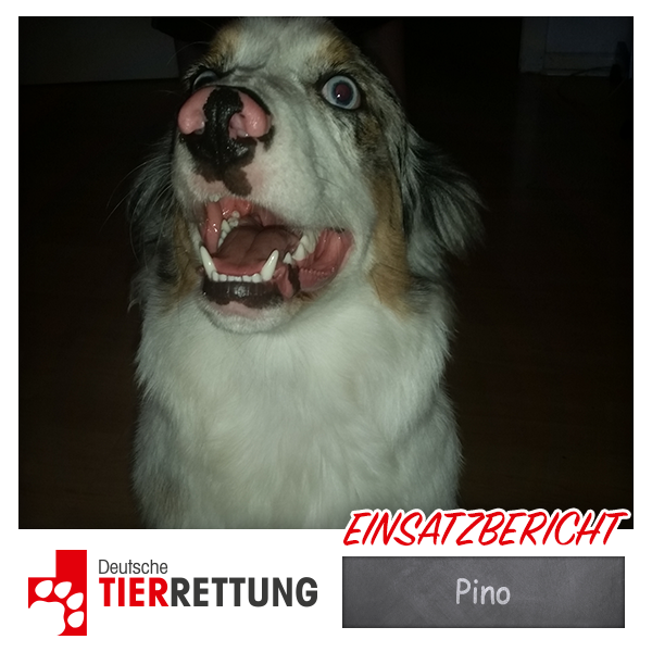 DTR Einsatz: Pino in Essen