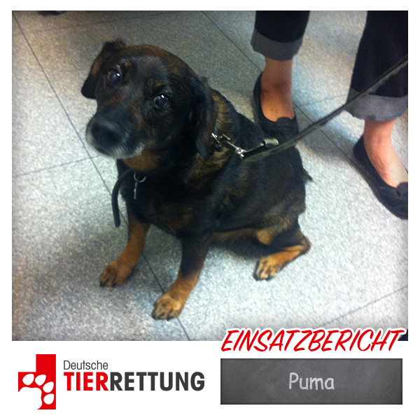 DTR Einsatz: Puma in Hünxe