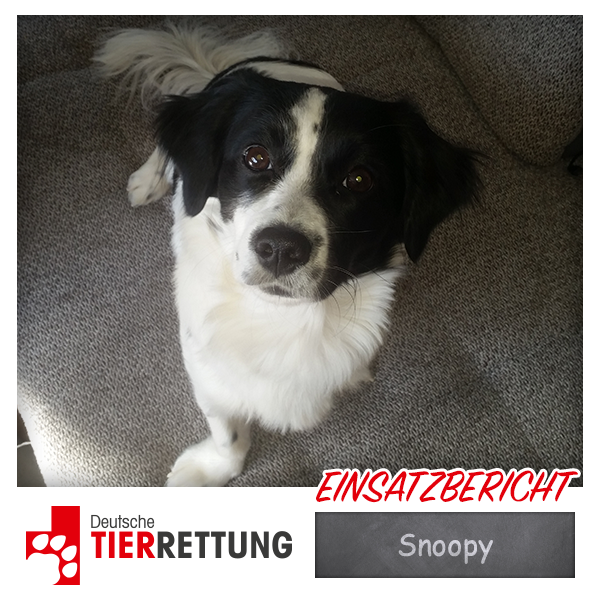 DTR Einsatz: Snoopy in Castrop-Rauxel
