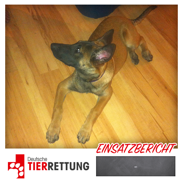 DTR Einsatz: Schäferhund in Duisburg
