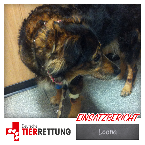DTR Einsatz: Loona in Herten