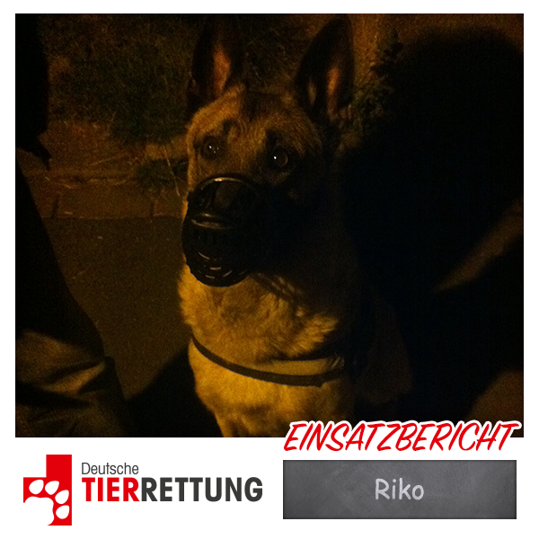 DTR Einsatz: Riko in Essen