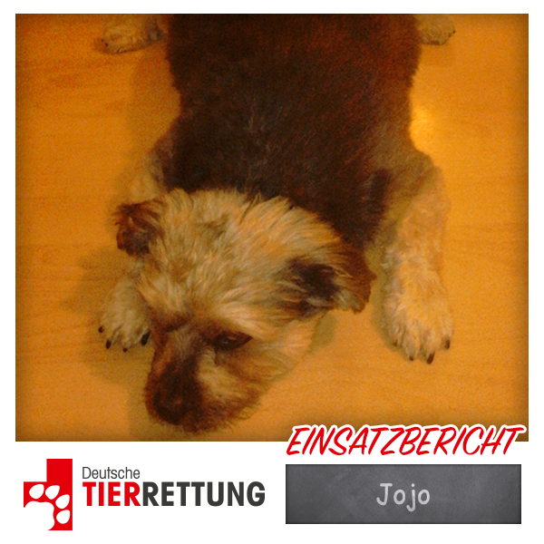 DTR Einsatz: Jojo in Krefeld