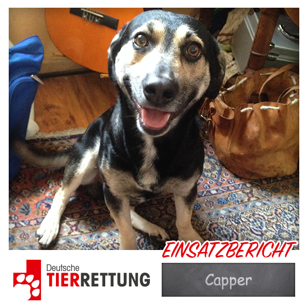 DTR Einsatz: Capper in Oberhausen
