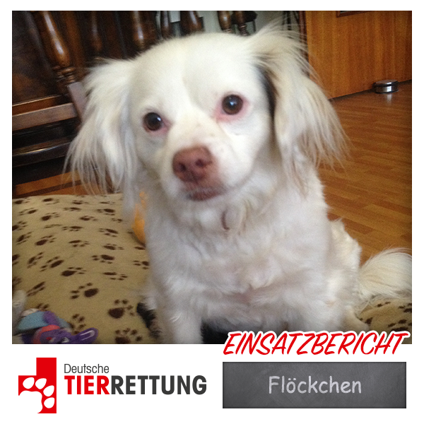 DTR Einsatz: Flöckchen in Oberhausen