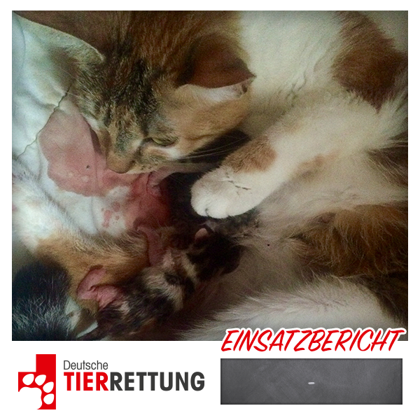 DTR Einsatz: Geburt in Krefeld