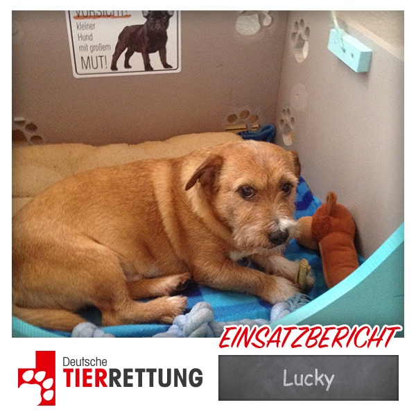 DTR Einsatz: Lucky in Duisburg