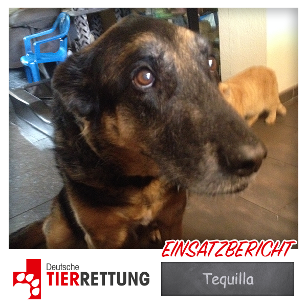 DTR Einsatz: Tequilla in Gladbeck