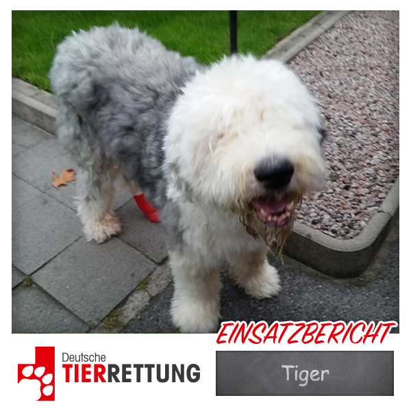 DTR Einsatz: Tiger in Oberhausen