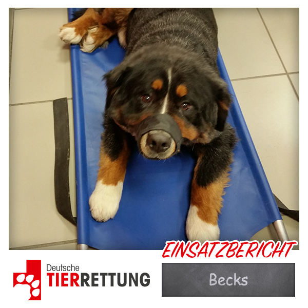 DTR Einsatz: Becks in Duisburg