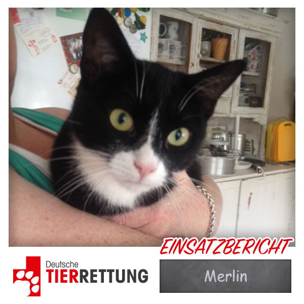 DTR Einsatz: Merlin in Witten