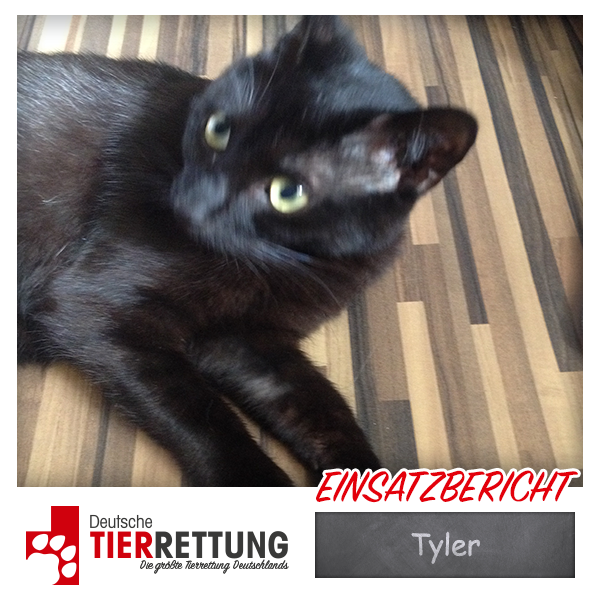 DTR Einsatz: Tyler in Gelsenkirchen