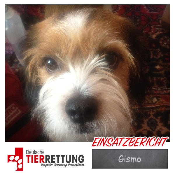 DTR Einsatz: Gismo in Essen