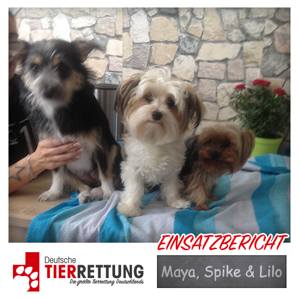 DTR Einsatz: Maya, Spike & Lilo in Waltrop