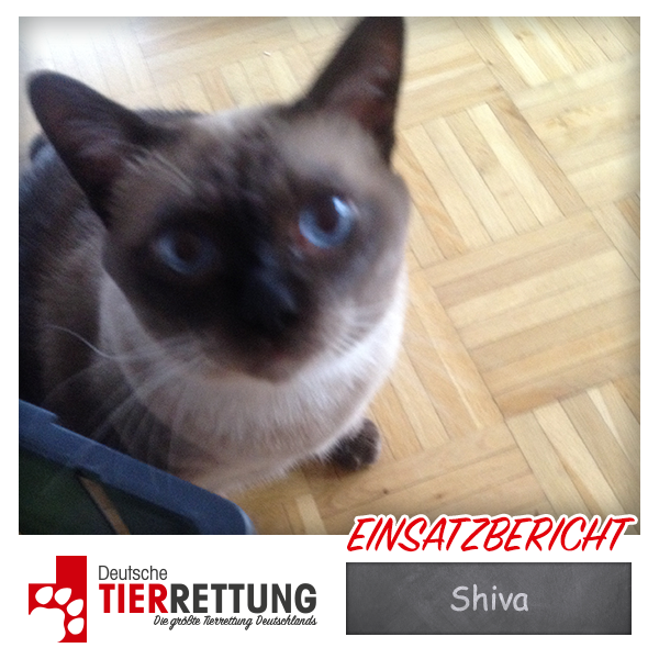 Tierrettung Einsatz: Shiva in Essen