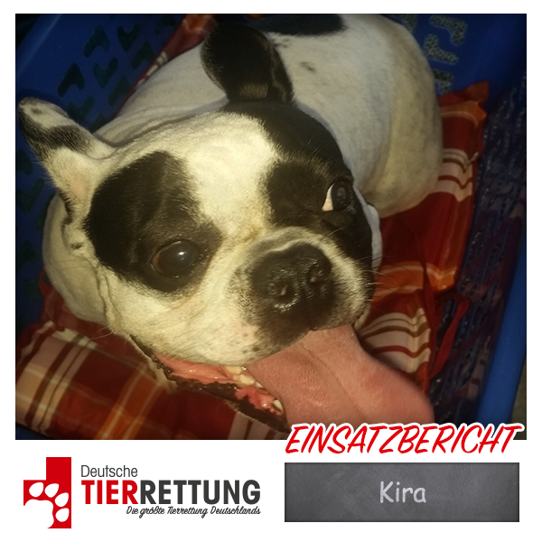 Tierrettung Einsatz: Kira in Krefeld