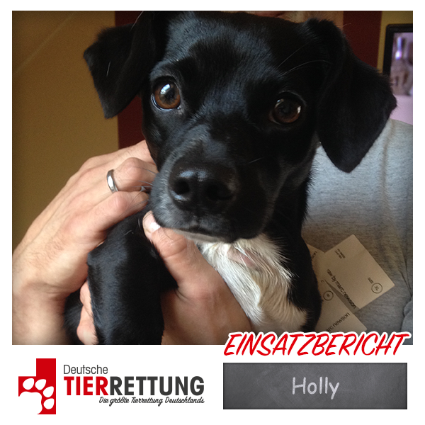 Tierrettung Einsatz: Holly in Herten