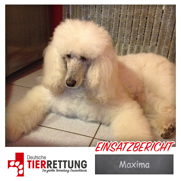 Tierrettung Einsatz: Maxima in Essen