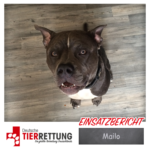 Tierrettung Einsatz: Mailo in Castrop Rauxel