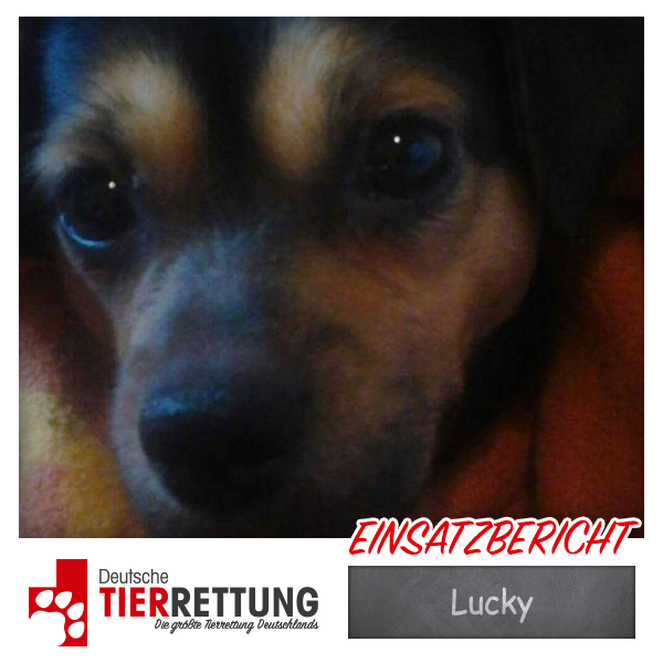 Tierrettung Einsatz: Lucky in Castrop Rauxel