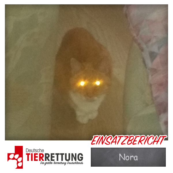Tierrettung Einsatz: Nora in Gladbeck