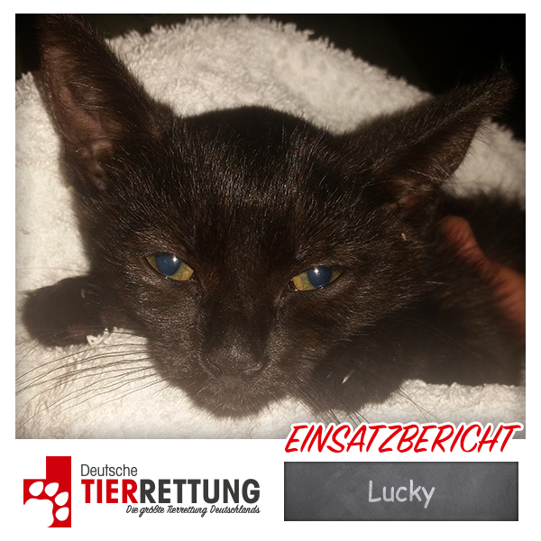 Tierrettung Einsatz: Lucky in Witten