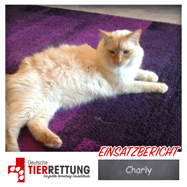 Tierrettung Einsatz: Charly in Wetter