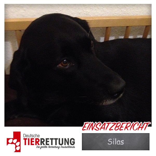 Tierrettung Einsatz: Silas in Recklinghausen