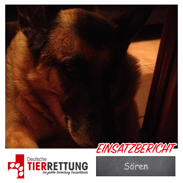 Tierrettung Einsatz: Sören in Essen