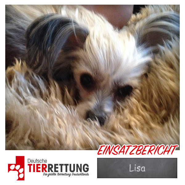 Tierrettung Einsatz: Lisa in Witten