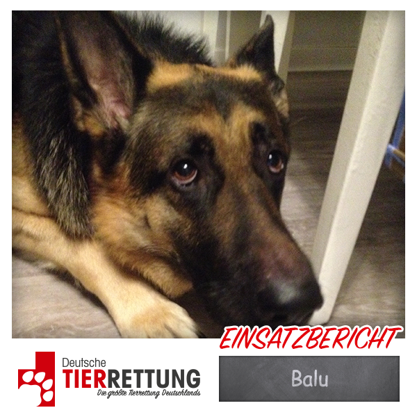 Tierrettung Einsatz: Balu in Essen