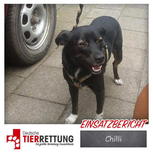 Tierrettung Einsatz: Chilli in Duisburg