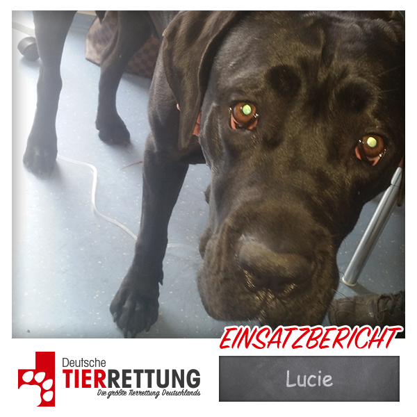 Tierrettung Einsatz: Lucie in Krefeld