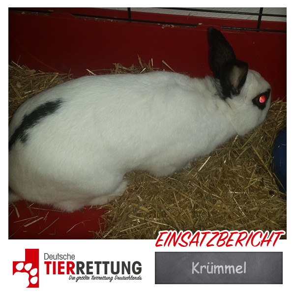 Tierrettung Einsatz: Krümmel in Krefeld