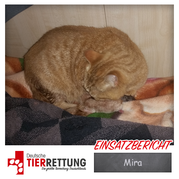 Tierrettung Einsatz: Mira in Oberhausen