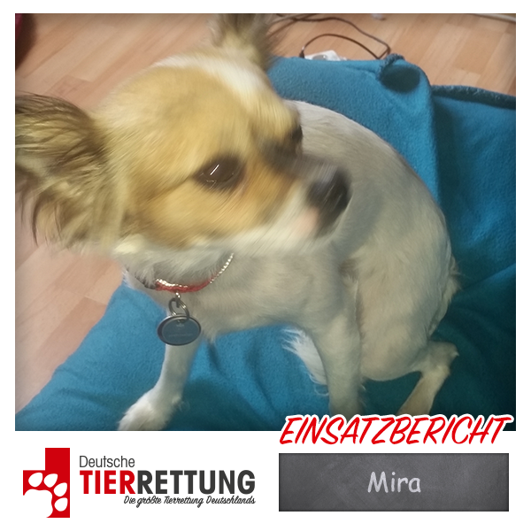 Tierrettung Einsatz: Mira in Recklinghausen